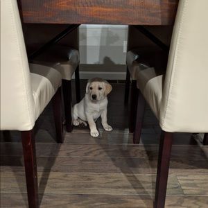 Meet your Posher, Veena